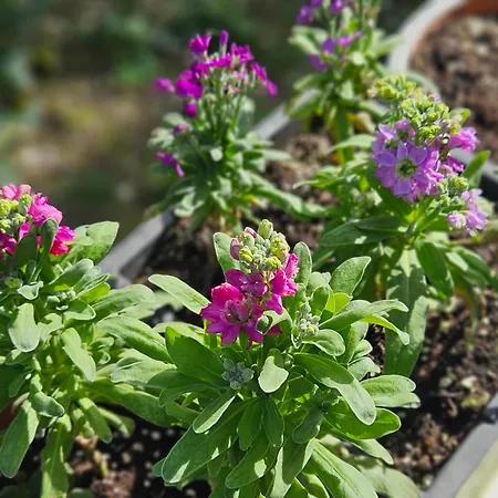 アパート Superior *