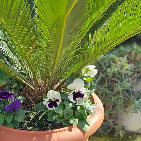 Superior Appartement *