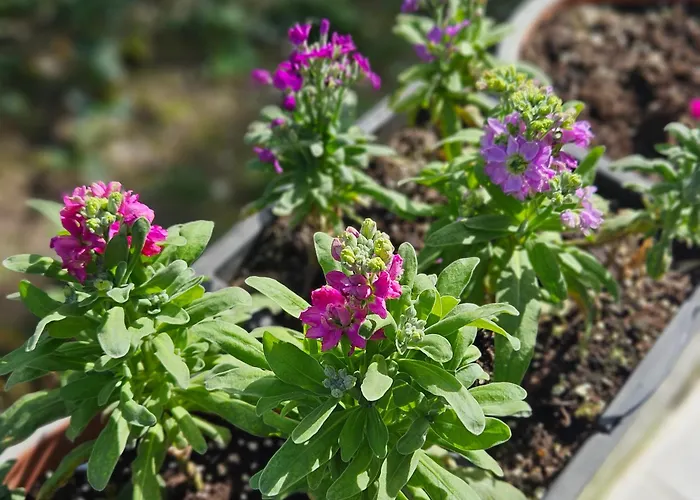 Apartament Superior *